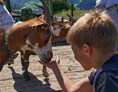 Ferien Bauernhof: Streicheltiere - Bauernhof Leneler