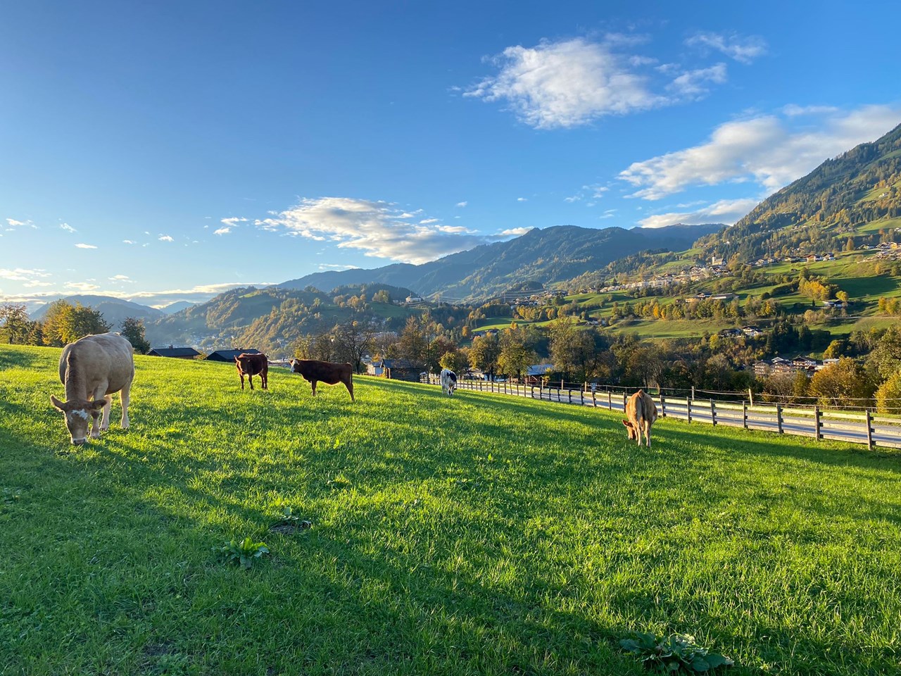 Bauernhof Sonnenhuab  Nos animaux Nos veaux Viki, Luna et Lilli
