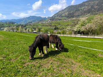 Bauernhof Sonnenhuab  I nostri animali I nostri mini pony Donner e Bella
