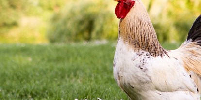 vacanza in fattoria - Tiere am Hof: Hühner - Weer - Symbolbild für Urlaub auf einem Bauernhof - Heideggerhof