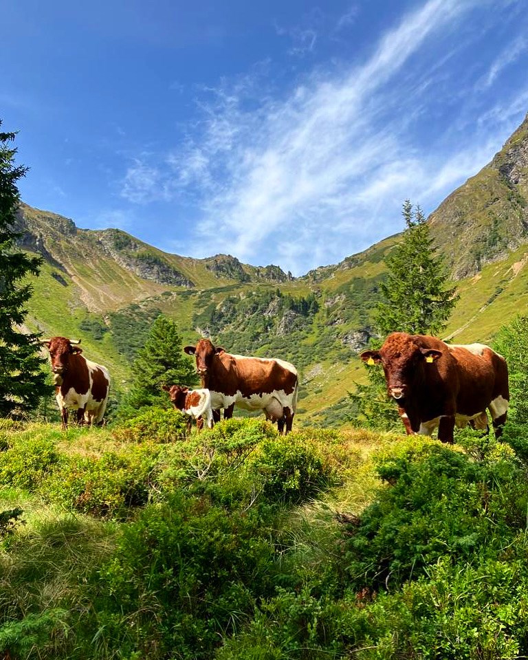 Familienbauernhof Hinkerhof unsere Tiere Pinzgauer Rinder