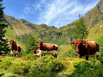Familienbauernhof Hinkerhof unsere Tiere Pinzgauer Rinder