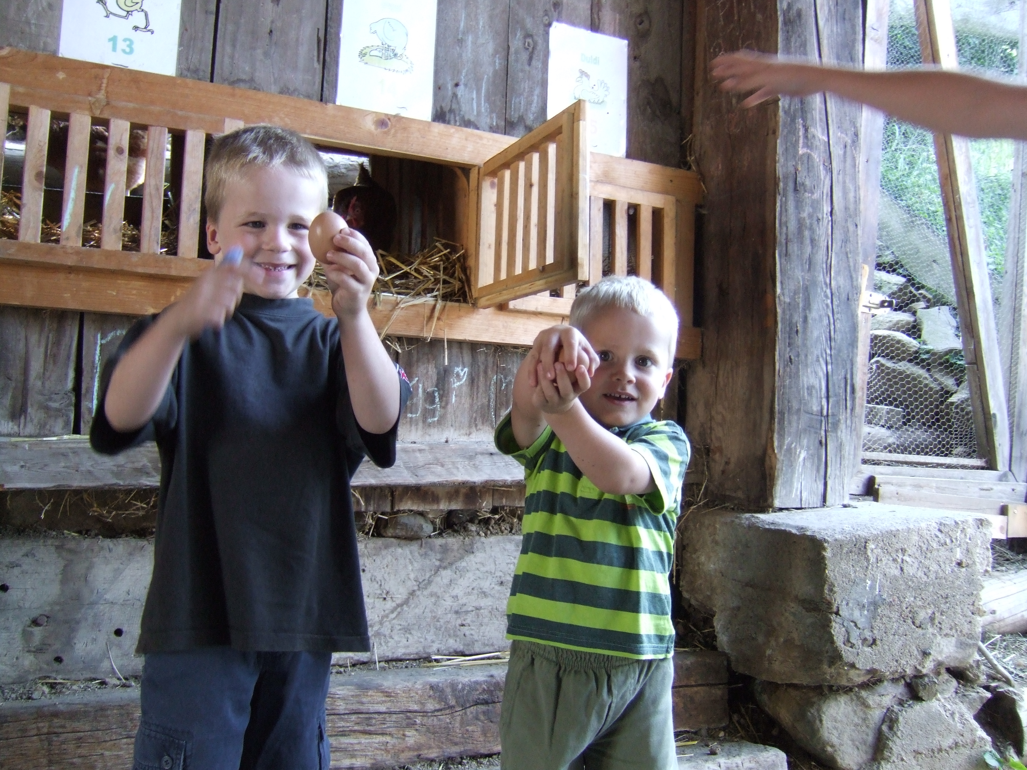 Sportbauernhof Hochalmblick Nos animaux Chaque enfant a son propre poulet des fêtes