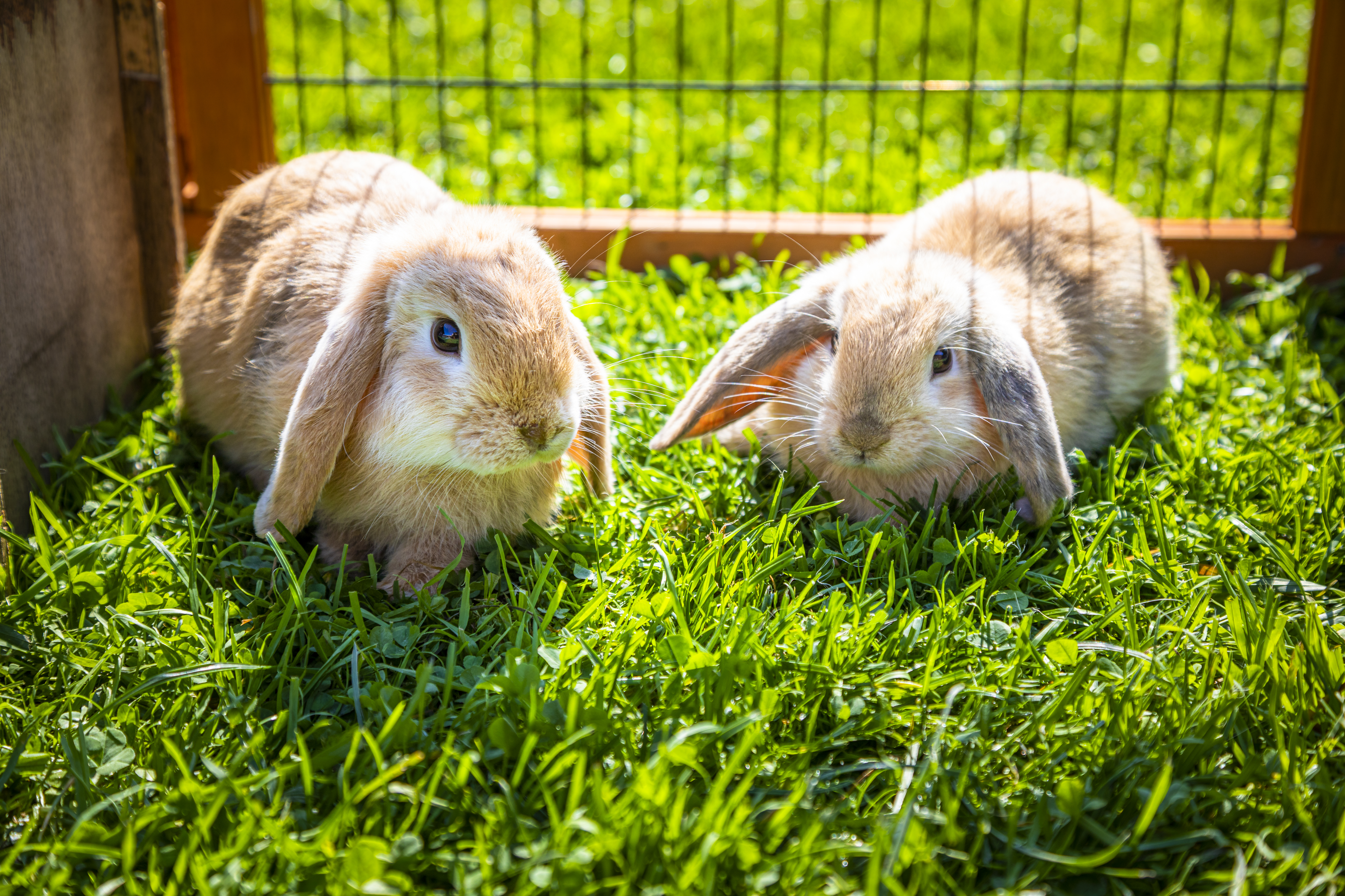 Bio-Bauernhof Schweizerhof unsere Tiere Hasen