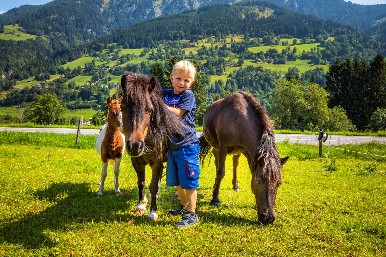 Bio-Bauernhof Schweizerhof I nostri animali Pony