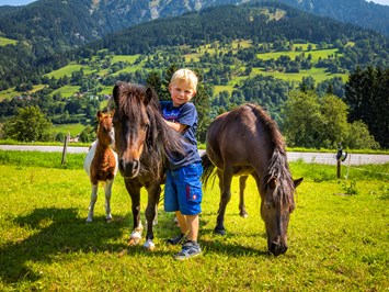 Bio-Bauernhof Schweizerhof unsere Tiere Ponys
