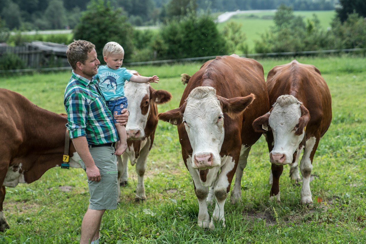 Bio-Bauernhof Schweizerhof unsere Tiere Kühe mit Weidegang