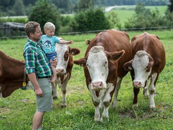 Bio-Bauernhof Schweizerhof unsere Tiere Kühe mit Weidegang