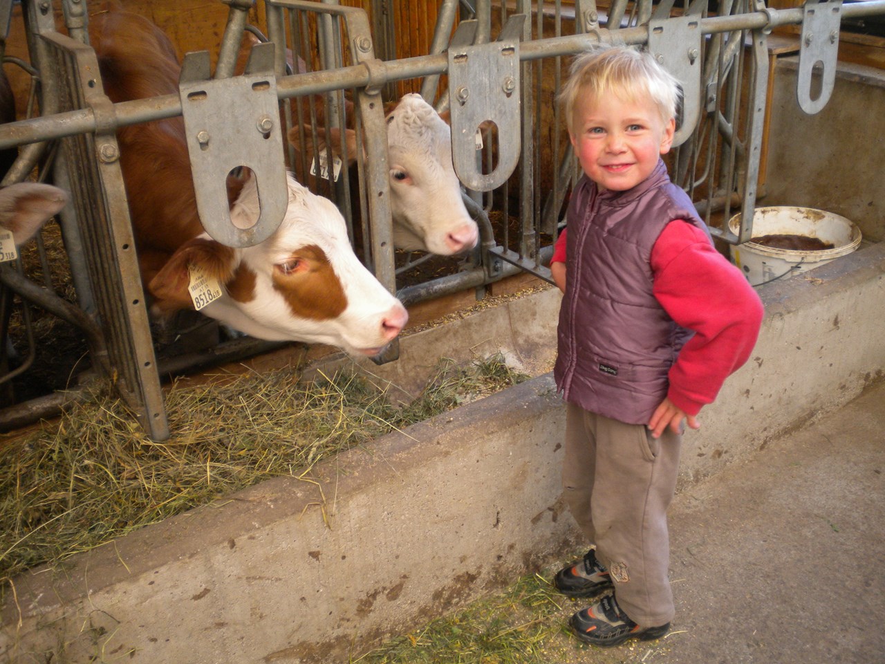 Jenneweinhof unsere Tiere Kühe