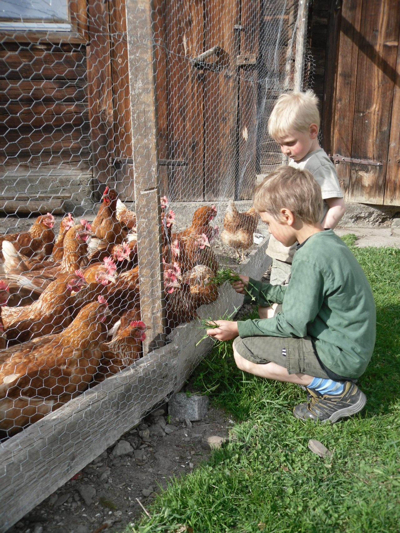 Jenneweinhof unsere Tiere Hühner