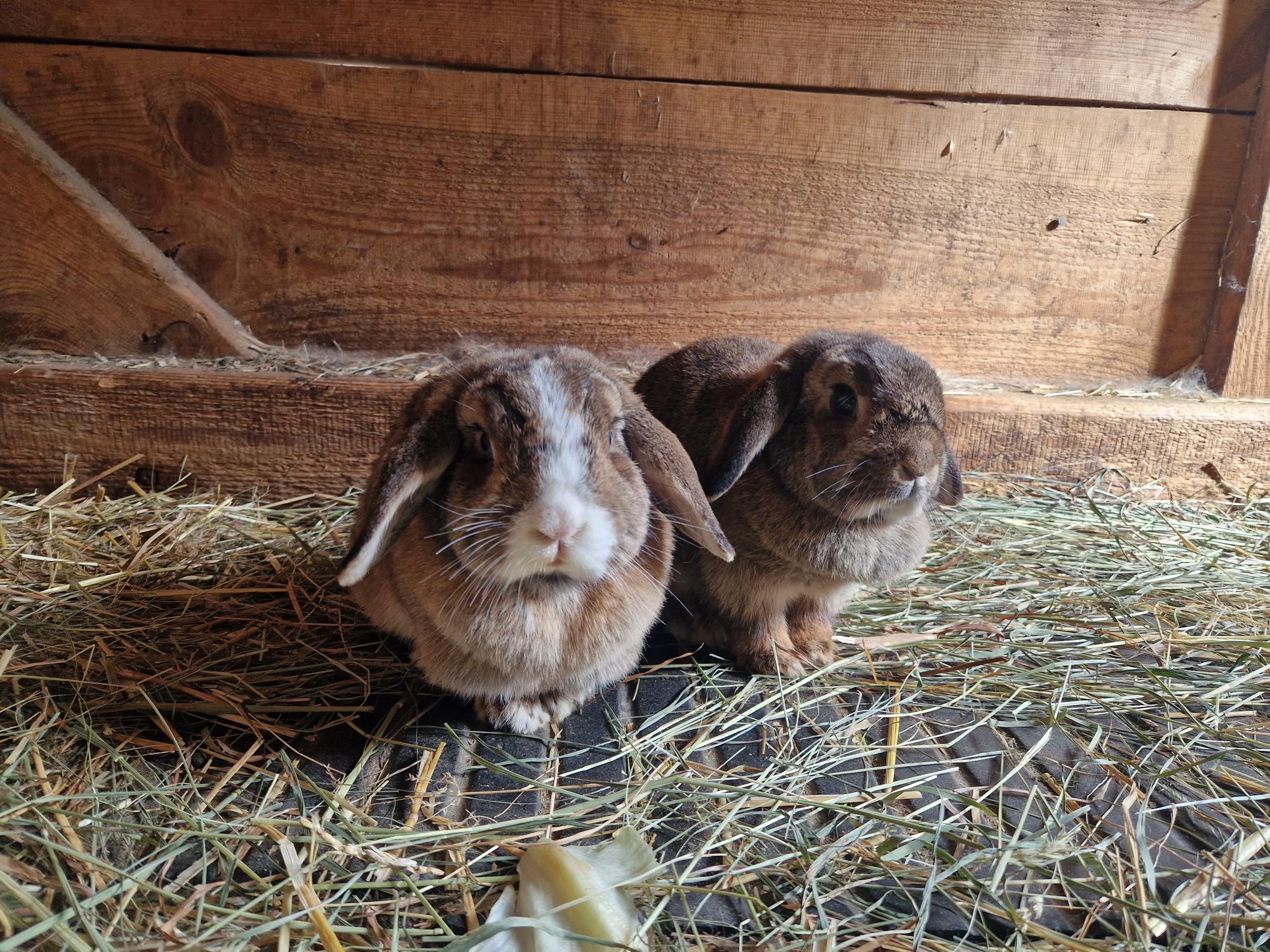 KASSNHOF Our animals Rabbits