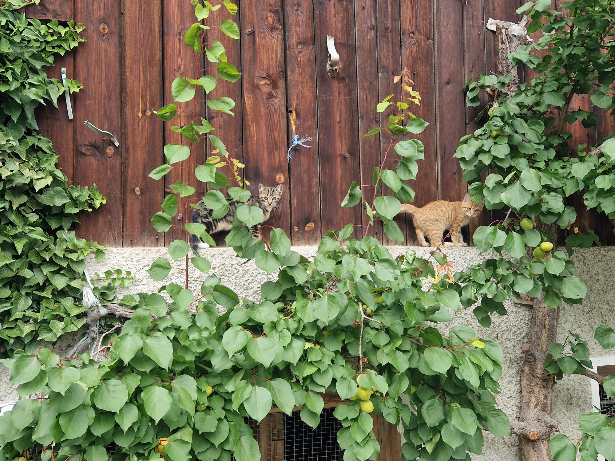 KASSNHOF Our animals Cats