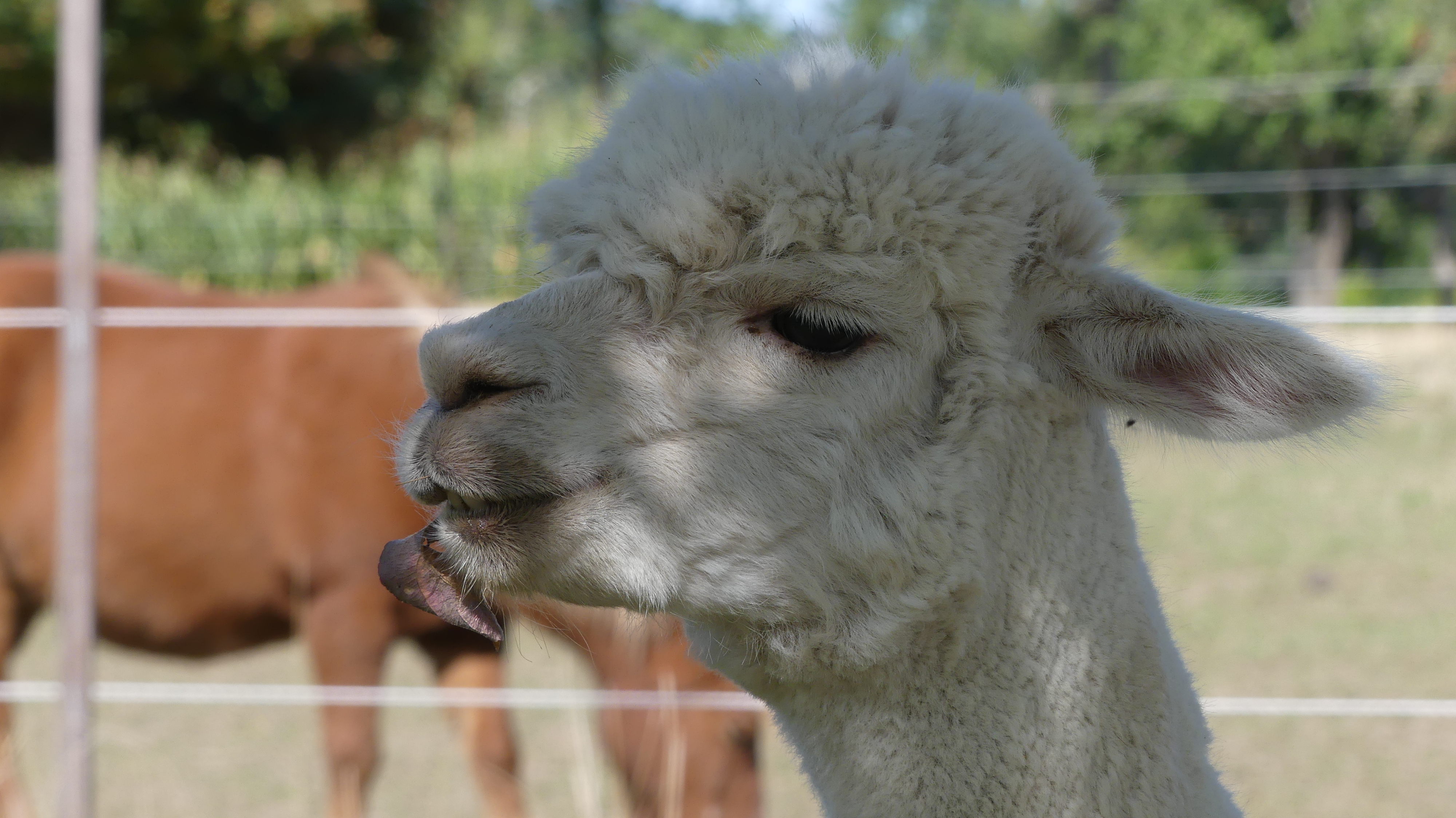 Wellness Bauernhof Weihersmühle I nostri animali Alpaca