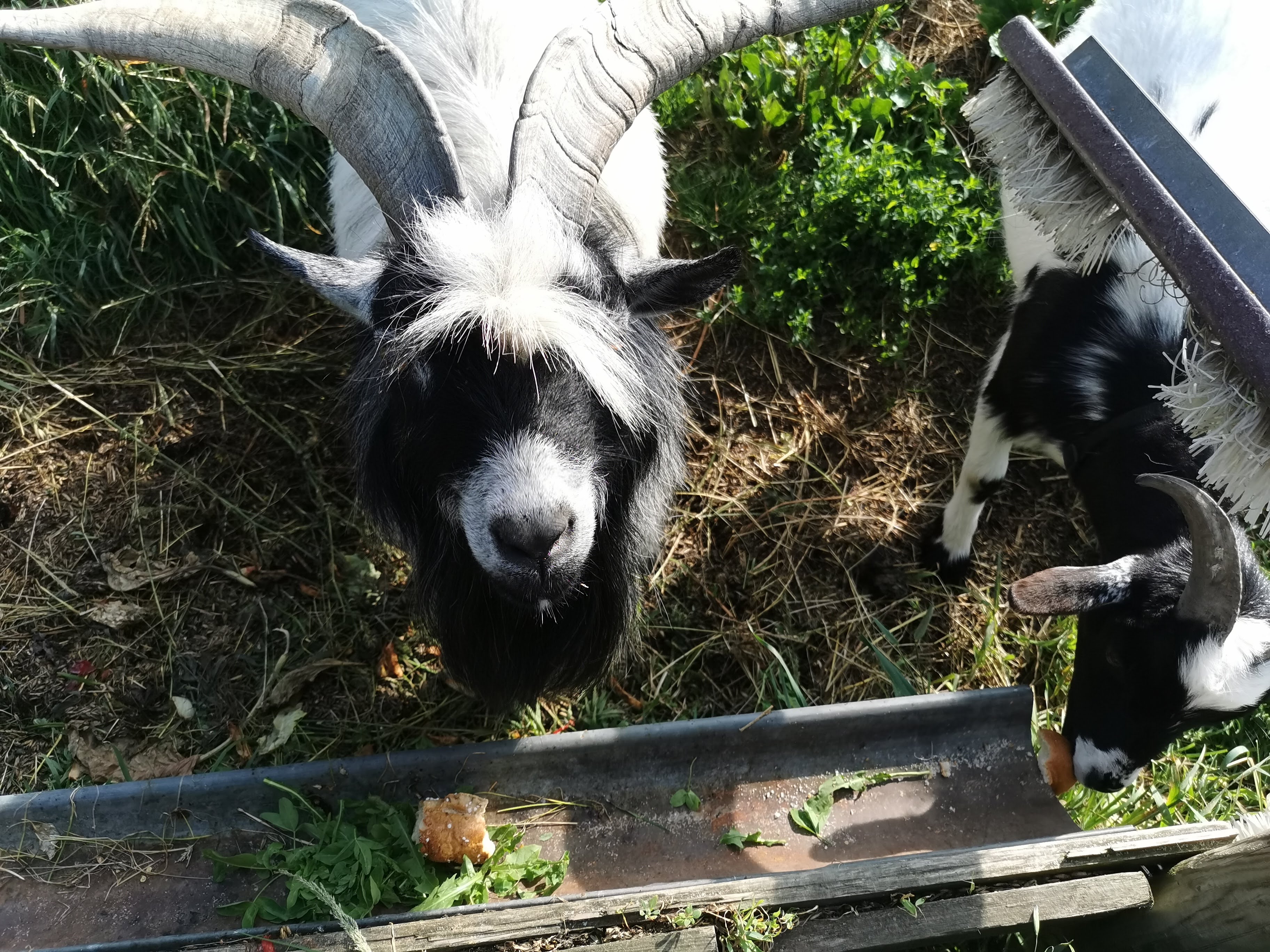 Biobauernhof Hipp-Bruckner I nostri animali Capre nane