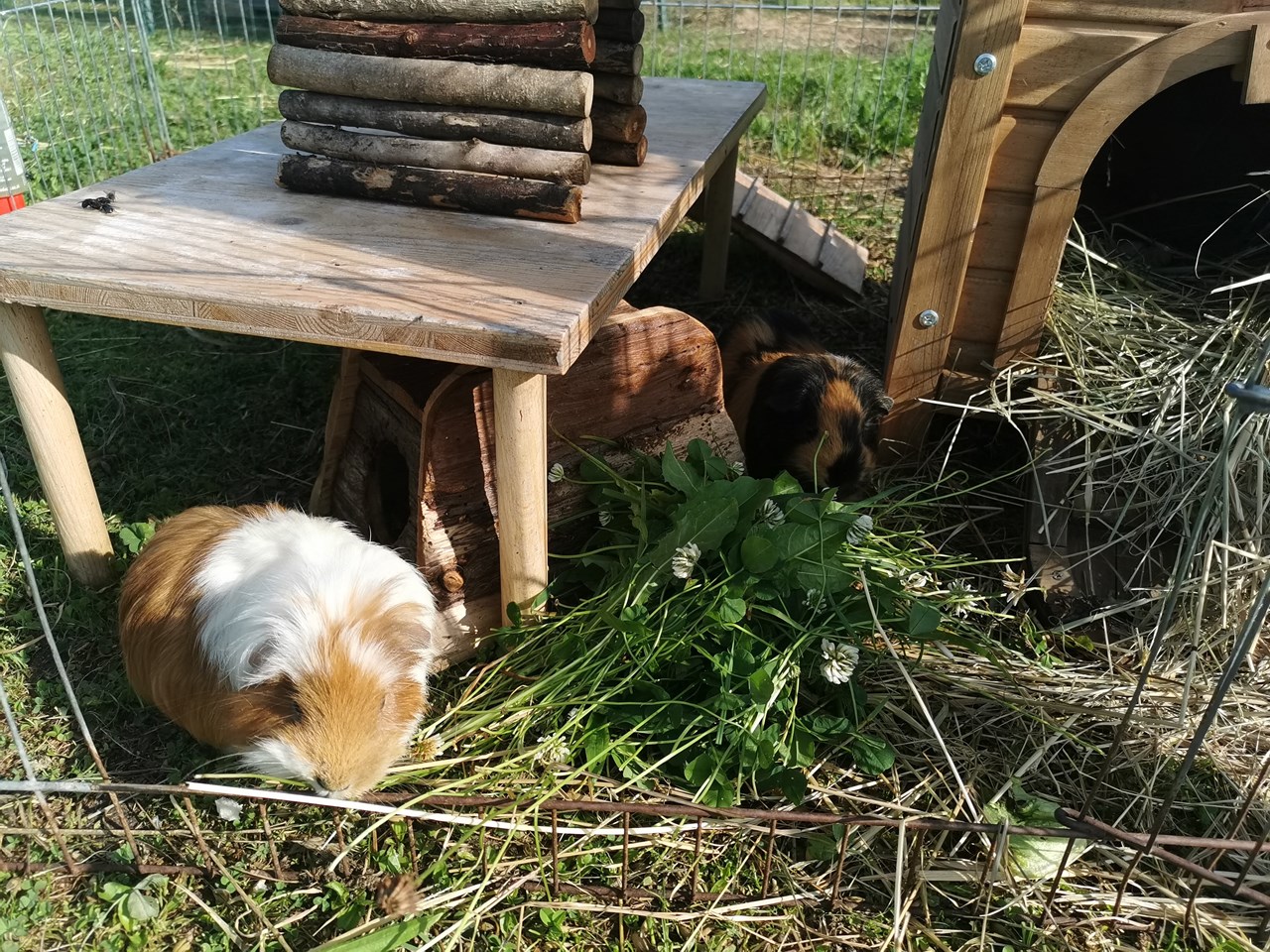Biobauernhof Hipp-Bruckner Onze dieren Cavia