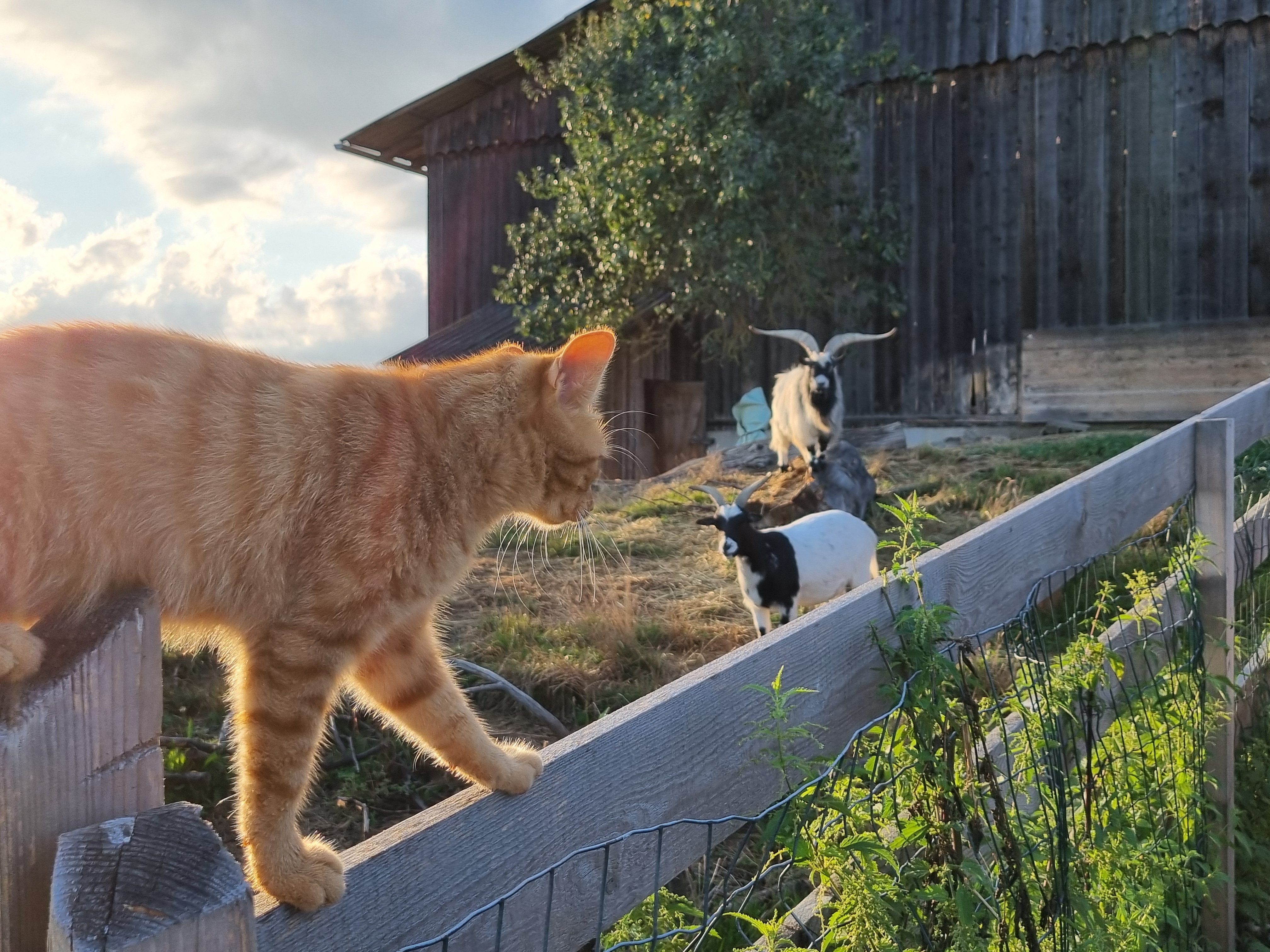 Ferien Bauernhof: Kater Charlie bei den Ziegen - Biobauernhof Hipp-Bruckner - Bauernhof, Tiere