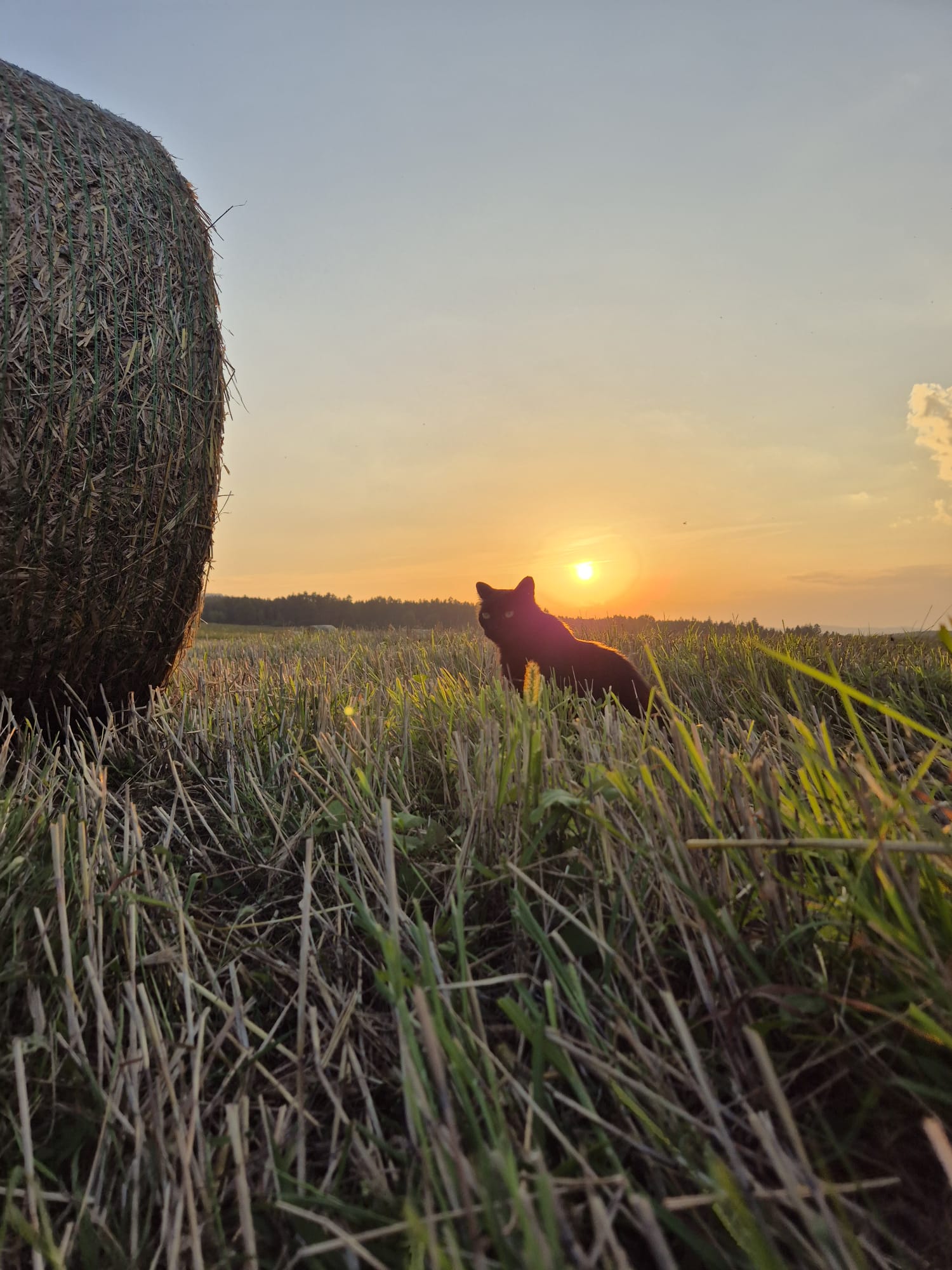 Ferien Bauernhof: Sonnenuntergang - Biobauernhof Hipp-Bruckner - Außenbereich, Bauernhof, Sommer