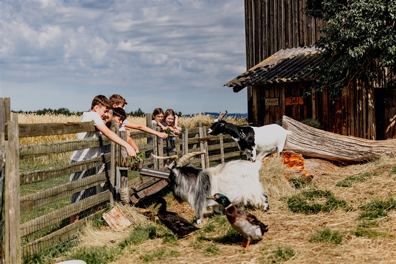 Ferien Bauernhof: Streicheltiere  - Biobauernhof Hipp-Bruckner - Außenbereich, Bauernhof, Tiere
