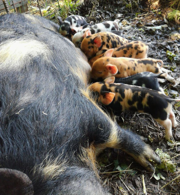 Bachguterhof Onze dieren Kune Kune-varkens