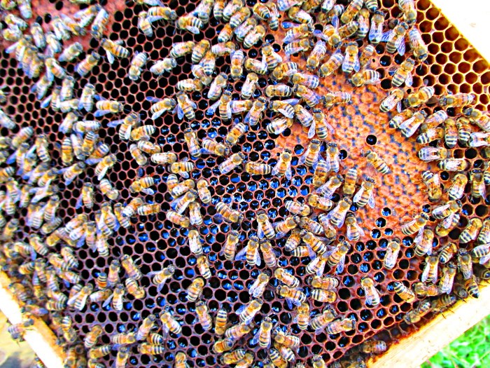 Bachguterhof Nasze zwierzęta Pszczoły Buckfasta