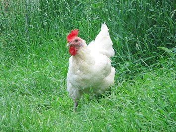 Bachguterhof unsere Tiere Hühner