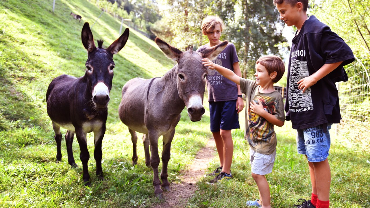 Biogutshof Castel Campan Our animals Our donkeys Max and Walter