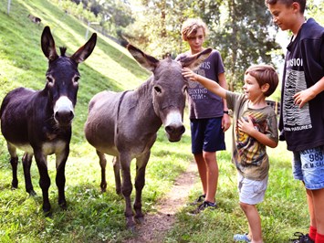 Biogutshof Castel Campan Our animals Our donkeys Max and Walter