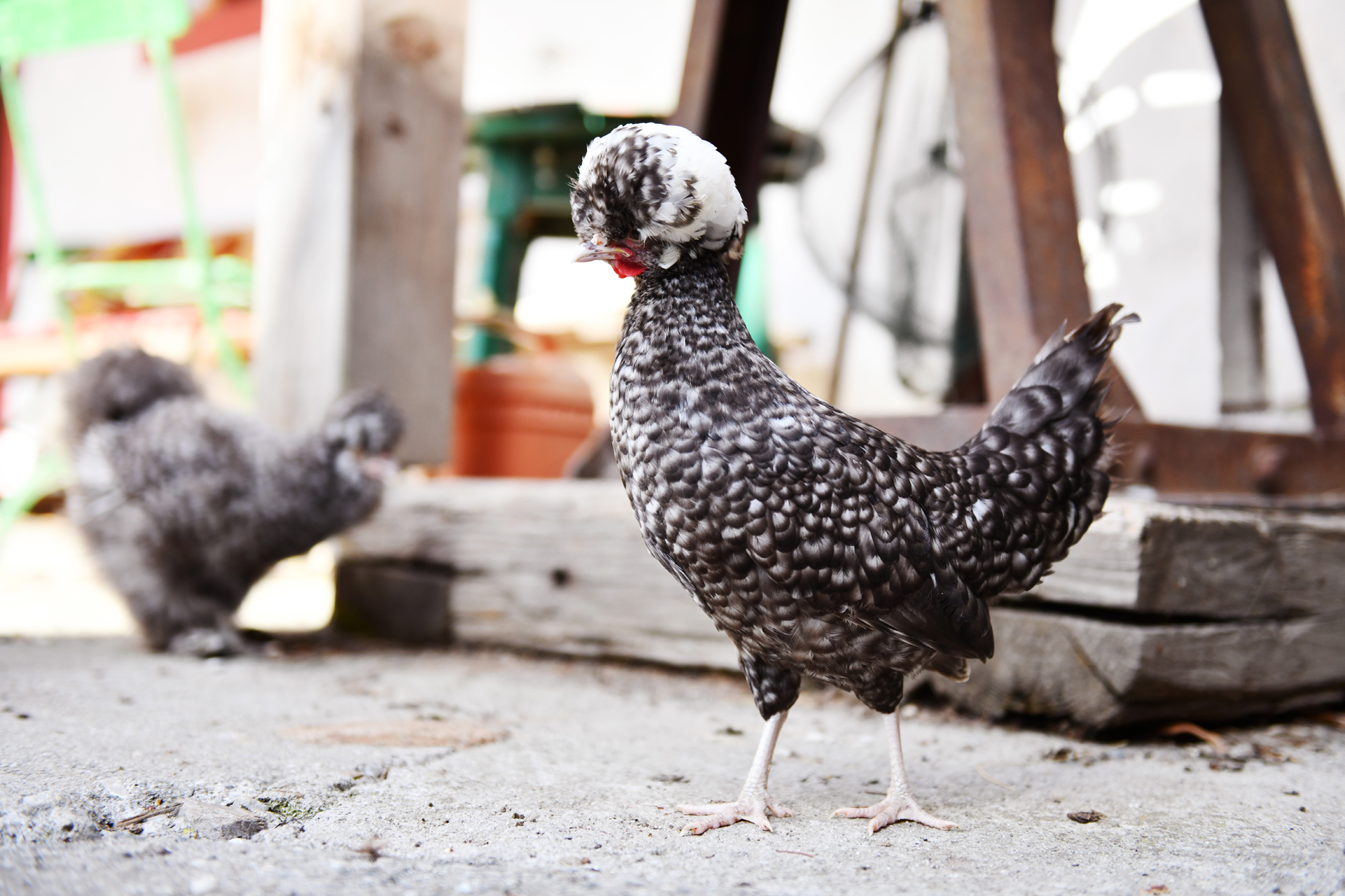 Ferien Bauernhof: unsere Hännen - Biogutshof Castel Campan