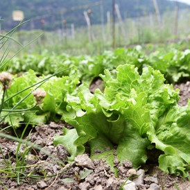 Ferien Bauernhof: im Bauerngarten wachsen viele Kräuter und Salat für Ihre Küche - Biogutshof Castel Campan