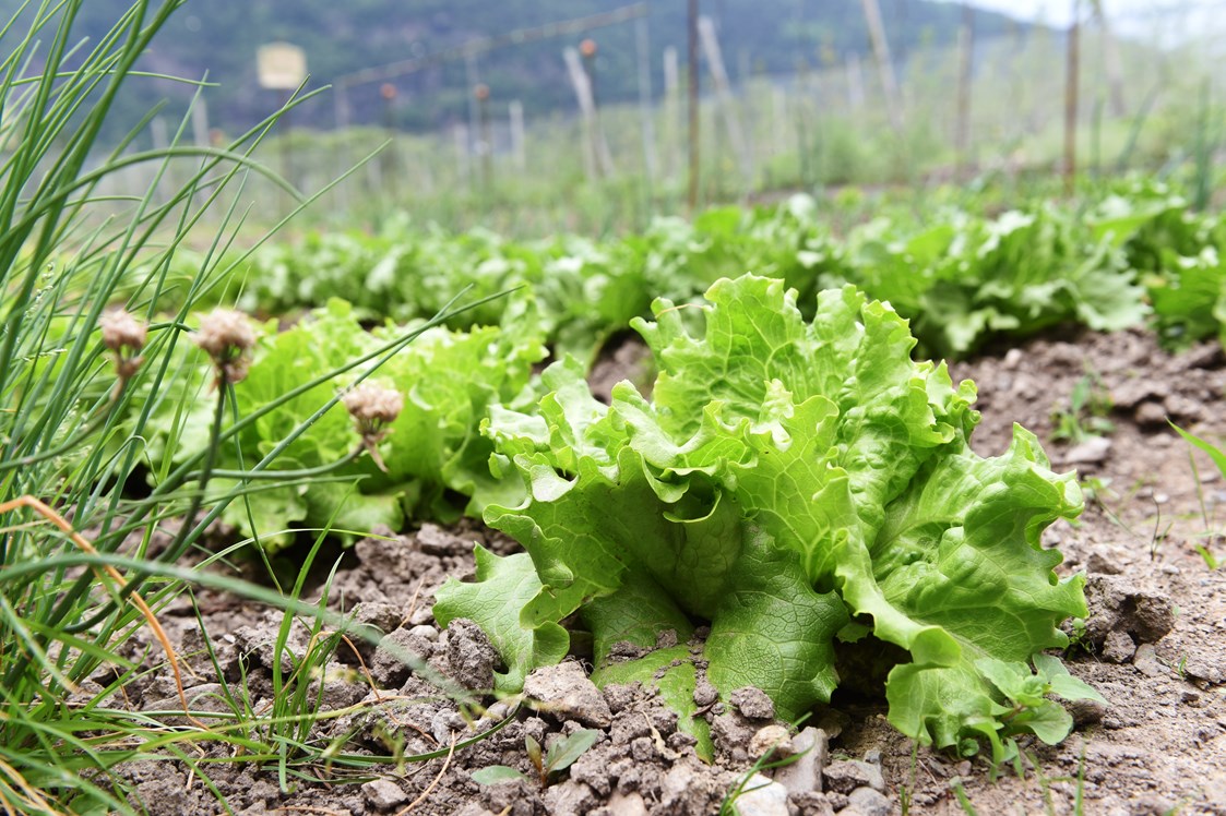Ferien Bauernhof: im Bauerngarten wachsen viele Kräuter und Salat für Ihre Küche - Biogutshof Castel Campan