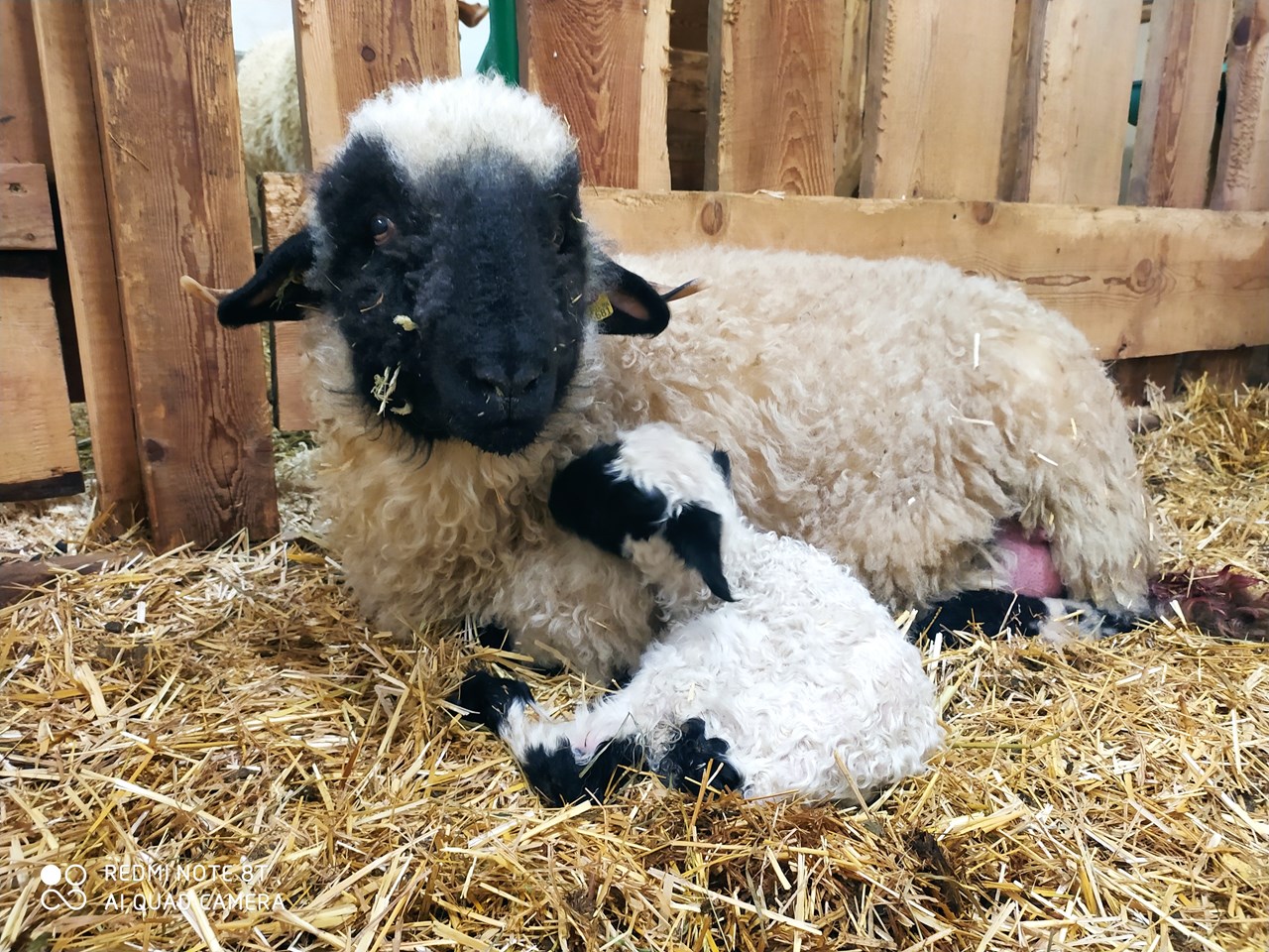 Lüch Picedac Apartments Naše živali Črnonoska ovca