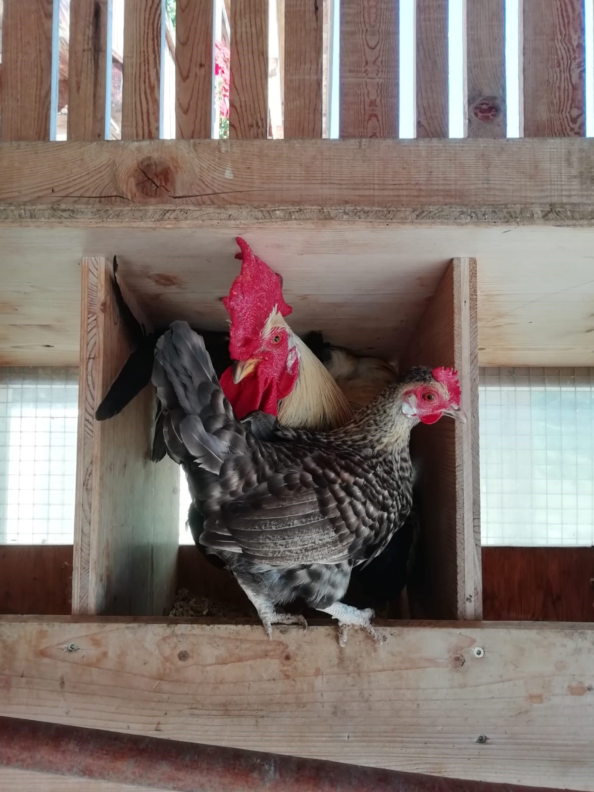 Lüch Picedac Apartments unsere Tiere Hühner