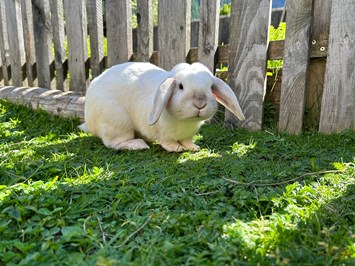 Feichterhof I nostri animali I nostri conigli