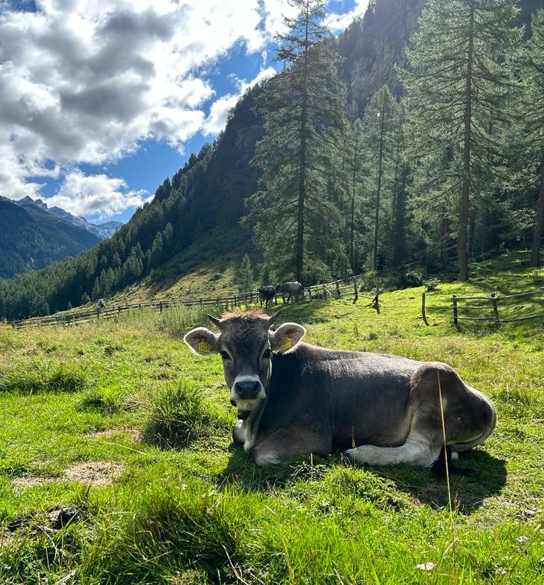 Feichterhof Our animals Our cows