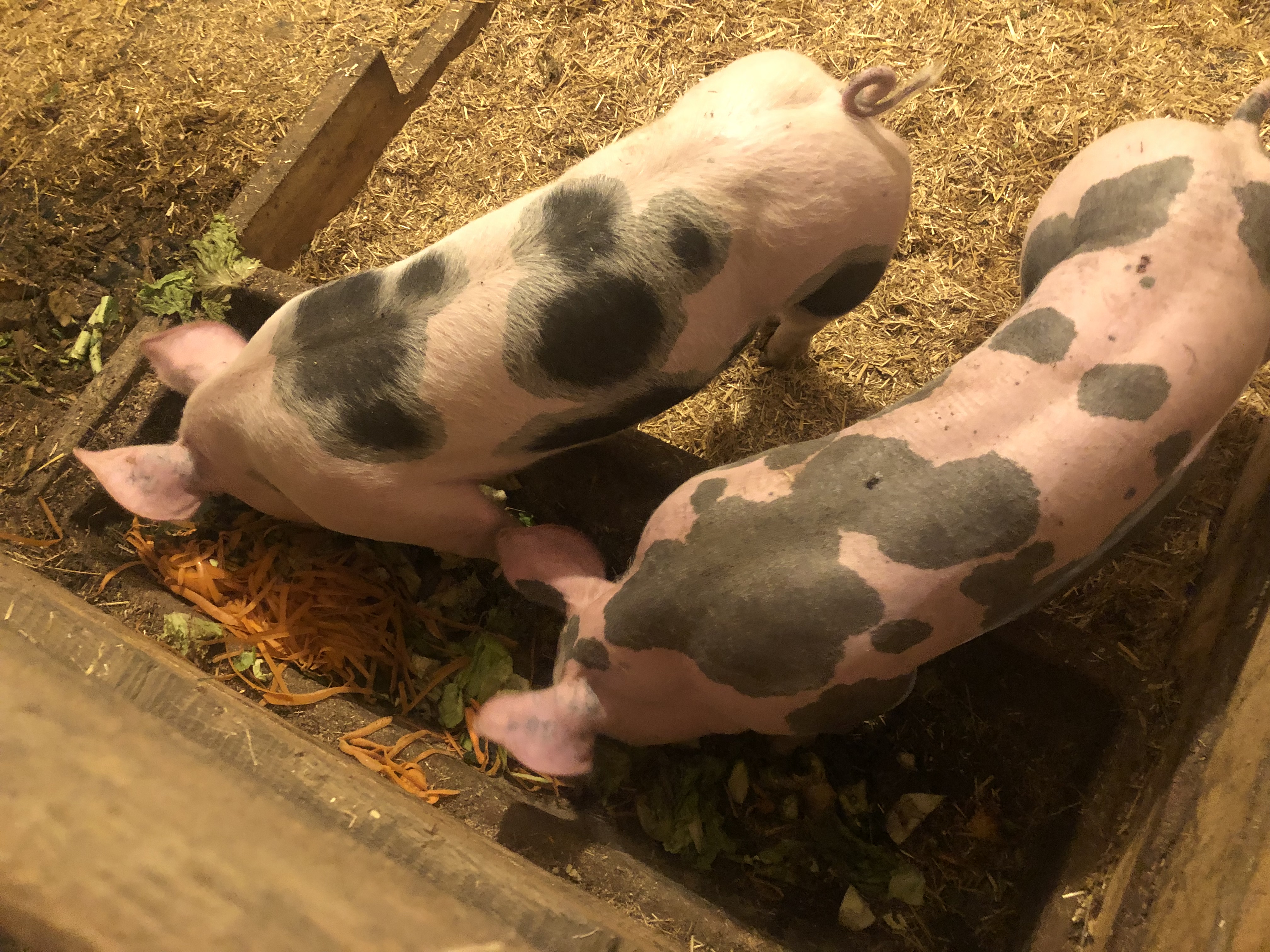 Feichterhof Our animals Our pigs