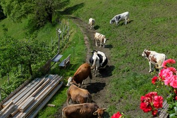 Ferien Bauernhof: Thalerhof Feldthurns bei Brixen
