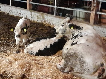 Thalerhof Feldthurns bei Brixen I nostri animali mucche nutrici