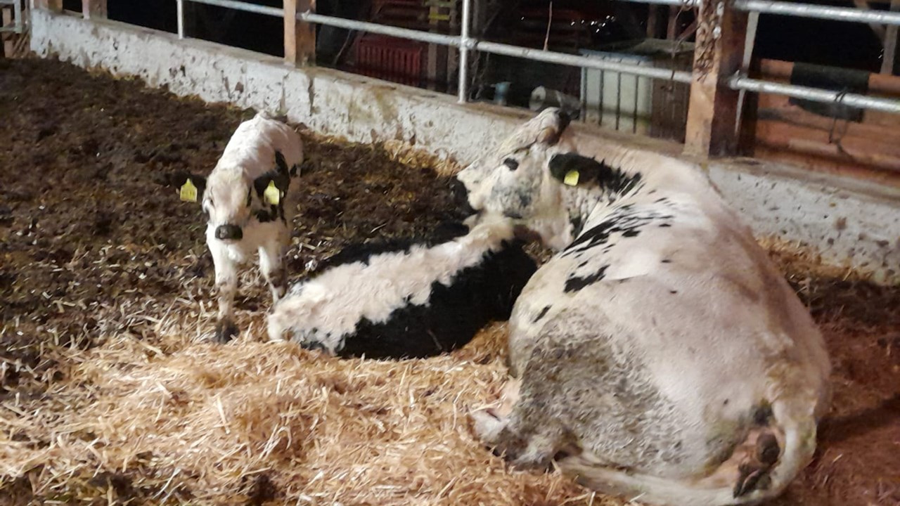 Thalerhof Feldthurns im Eisacktal Naše zvieratá dojčiace kravy
