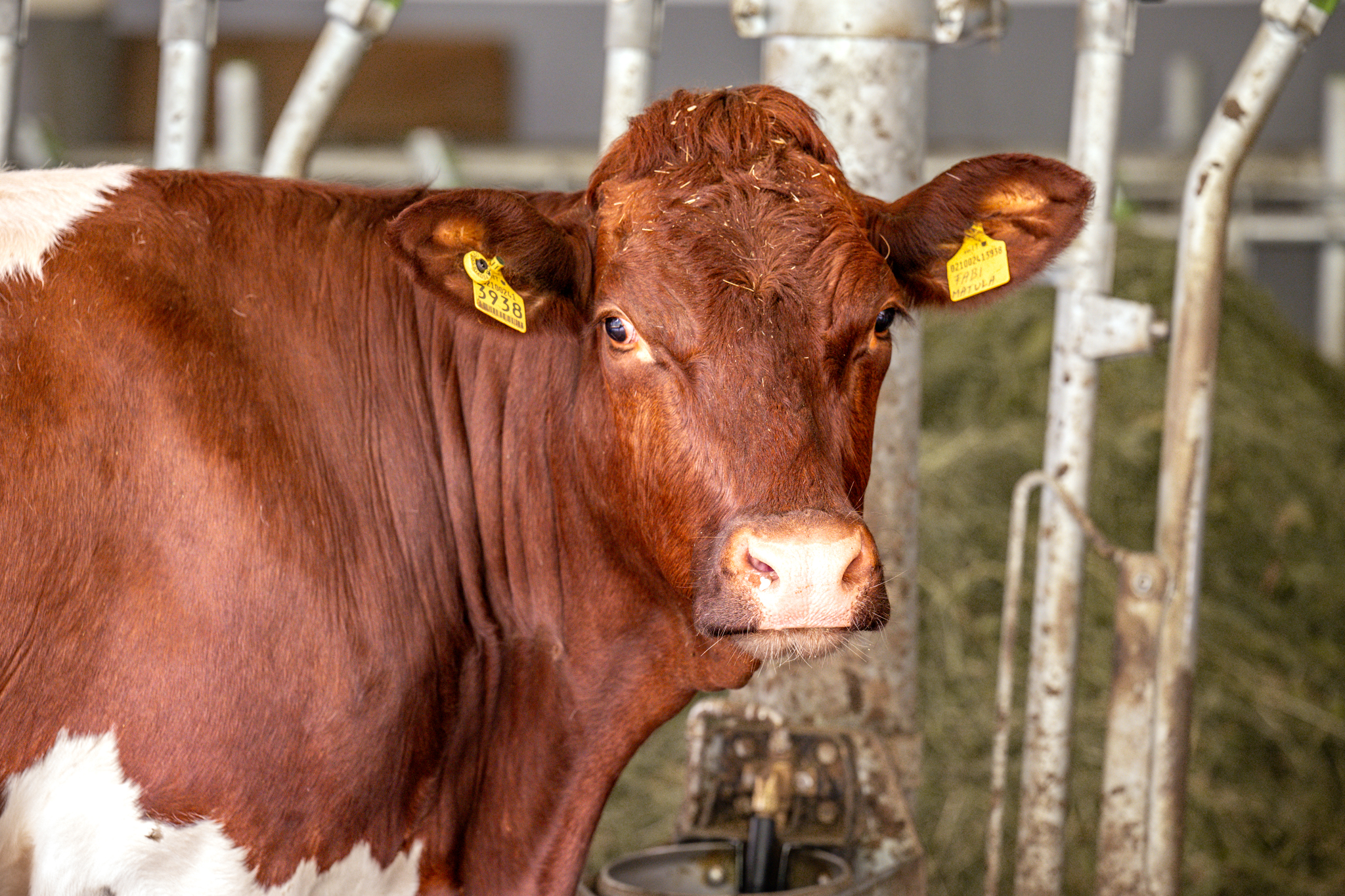 Niederkoflhof Our animals Our cows