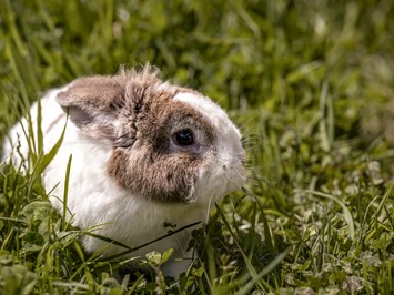 Niederkoflhof I nostri animali I nostri coniglietti