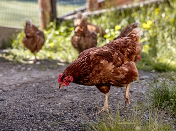 Niederkoflhof unsere Tiere Unsere Hühner