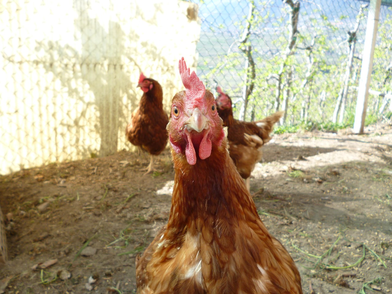 Ausserleiter Hof unsere Tiere Unsere Hühner