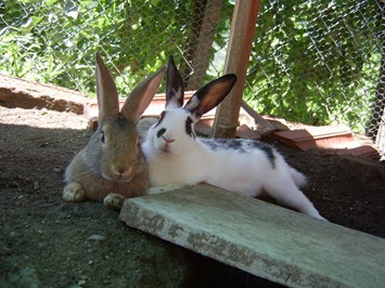 Ausserleiter Hof I nostri animali I nostri coniglietti