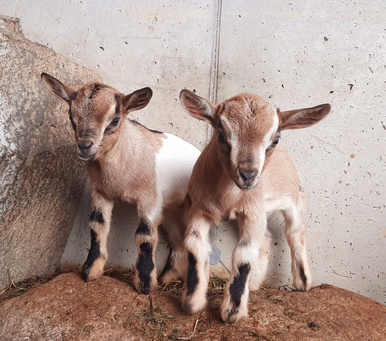 Binterhof Our animals Dwarf goats