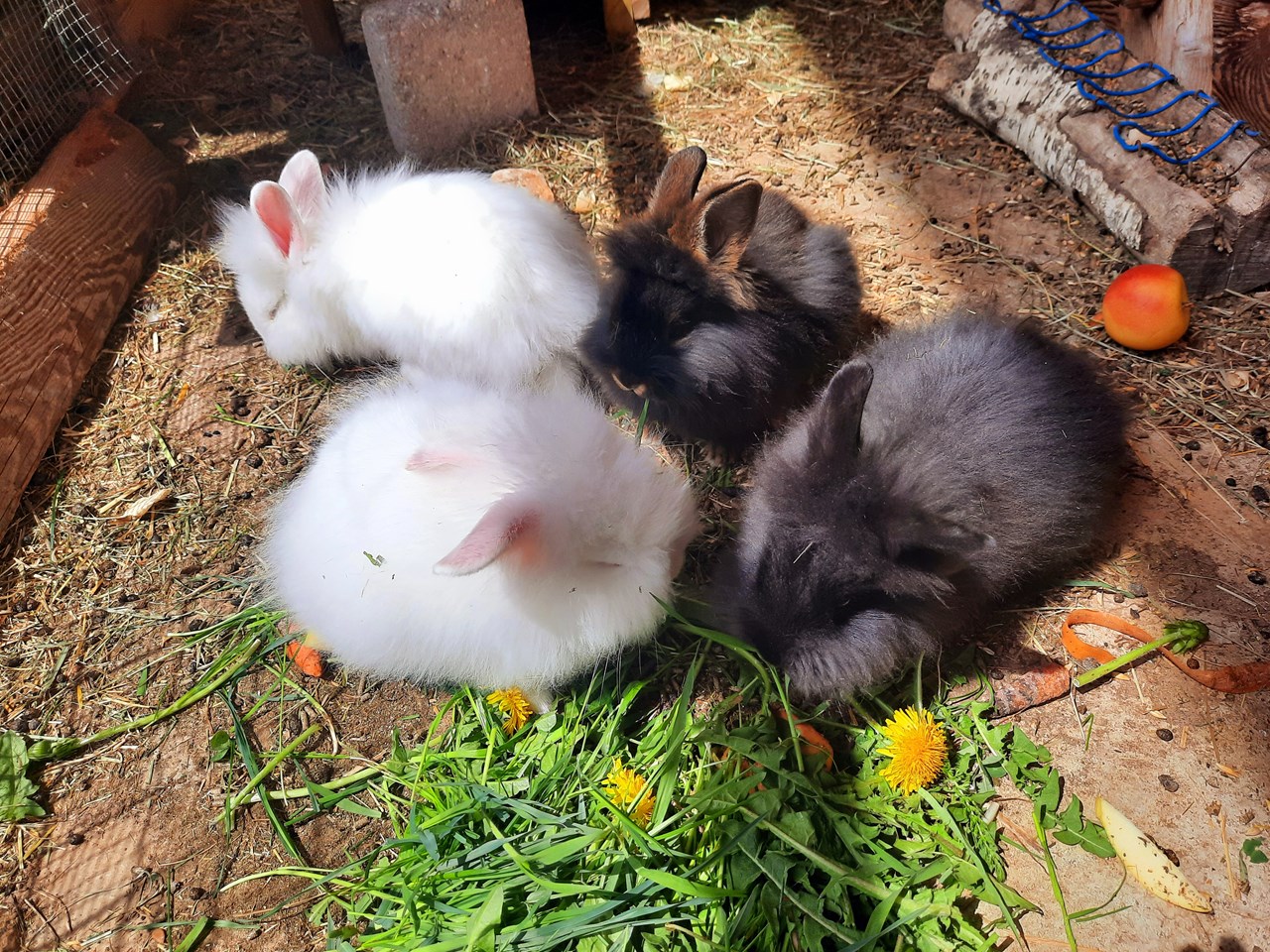 Binterhof I nostri animali Conigli