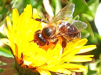 Binterhof unsere Tiere Bienen