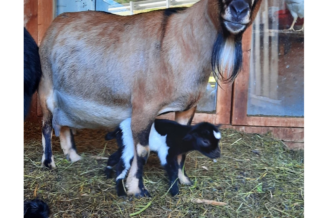 Ferien Bauernhof: Mammaziege Zilli mit Babyziege Milli - Binterhof