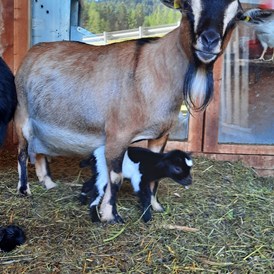 Ferien Bauernhof: Mammaziege Zilli mit Babyziege Milli - Binterhof