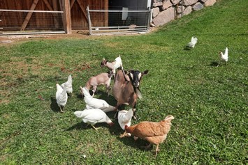 Ferien Bauernhof: Glückliche Hühner und Ziegen - Binterhof
