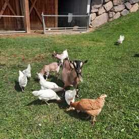Ferien Bauernhof: Glückliche Hühner und Ziegen - Binterhof